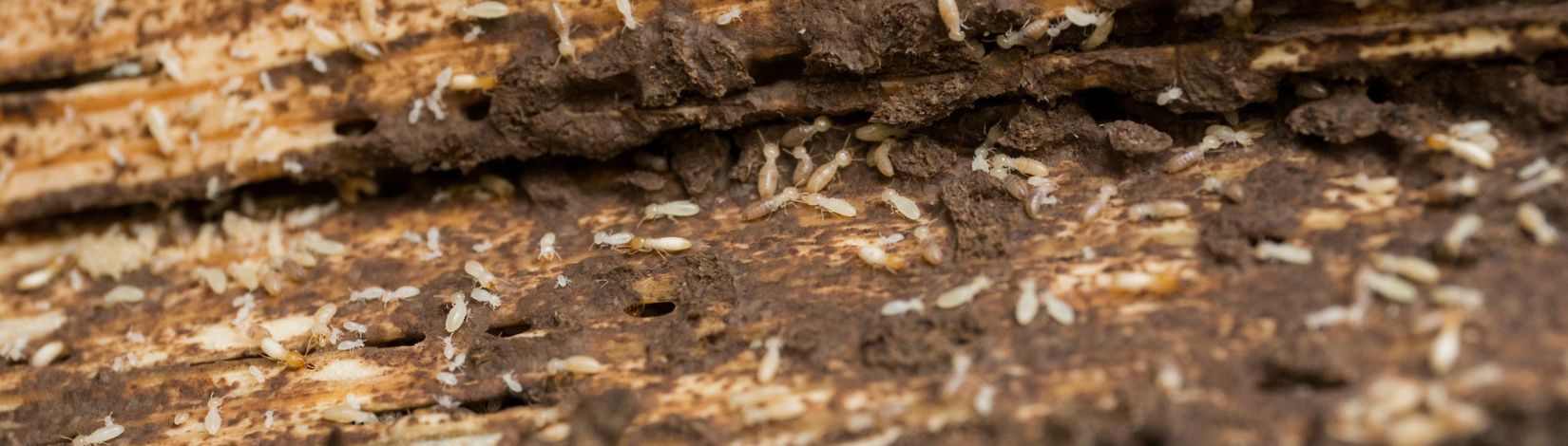 Termites photographed in Nan Yao Su's lab.