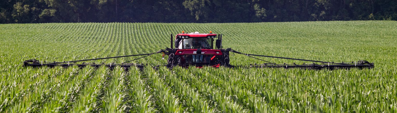 Elevated tractor applying fertilizer to a corn field.