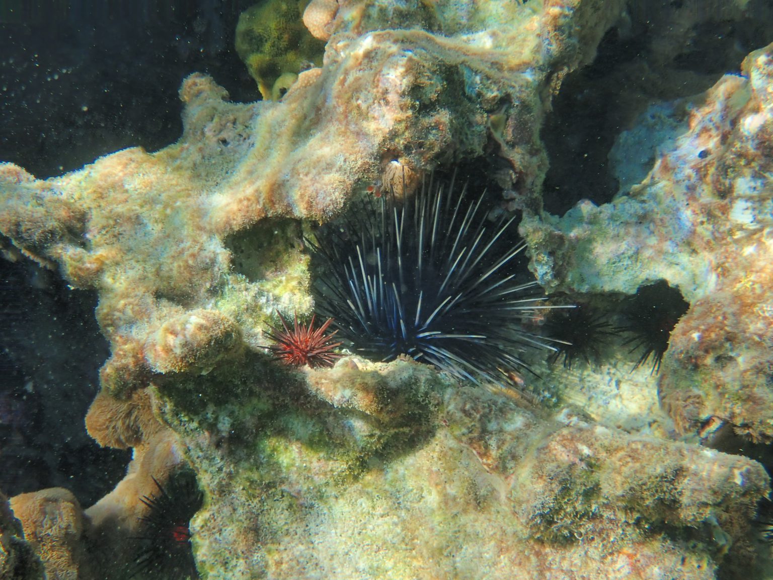 Reports needed for dying Long-Spined Sea Urchins - UF/IFAS Extension