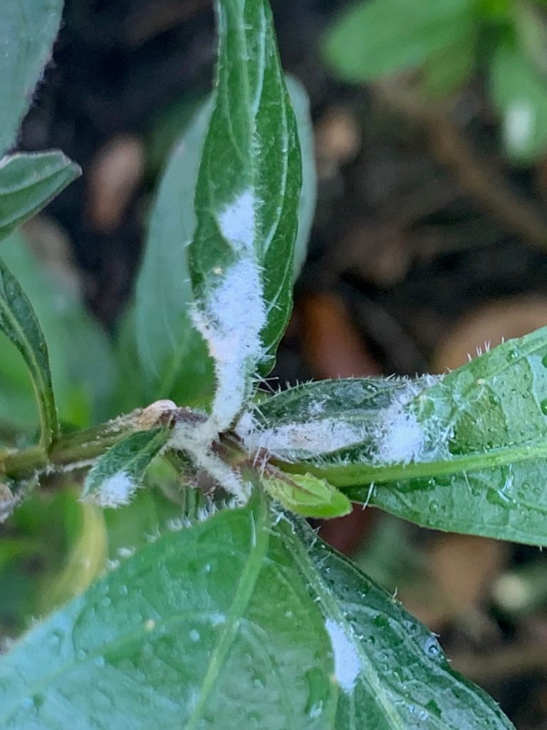 What is This? Gall Mites! UF/IFAS Extension Monroe County