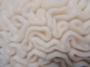 Bleached grooved brain coral with living polyps. Photo credit: FWC Fish and Wildlife Research Institute, Katy Cummings