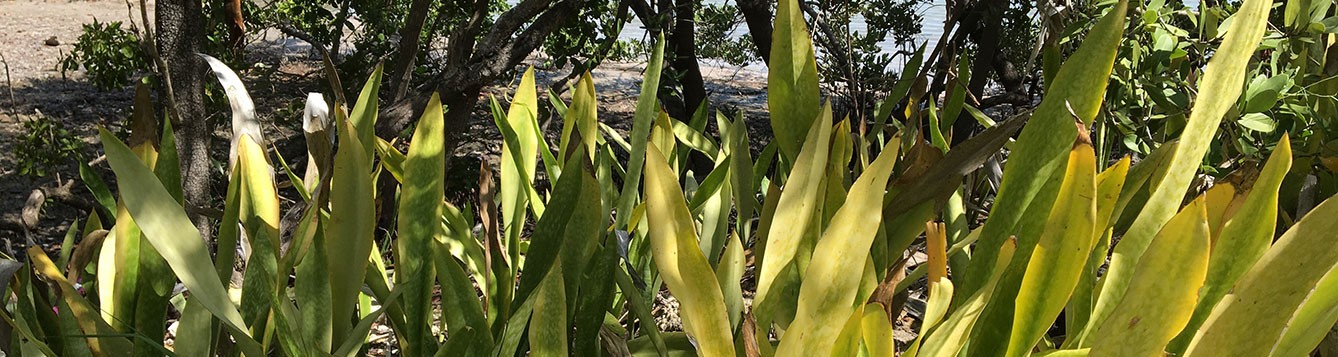 Sanseveria growing into Buttonwoods and Mangroves