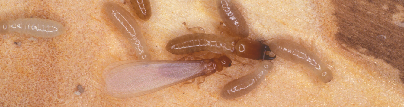 Termite Swarms Archives What S Happening Around Florida