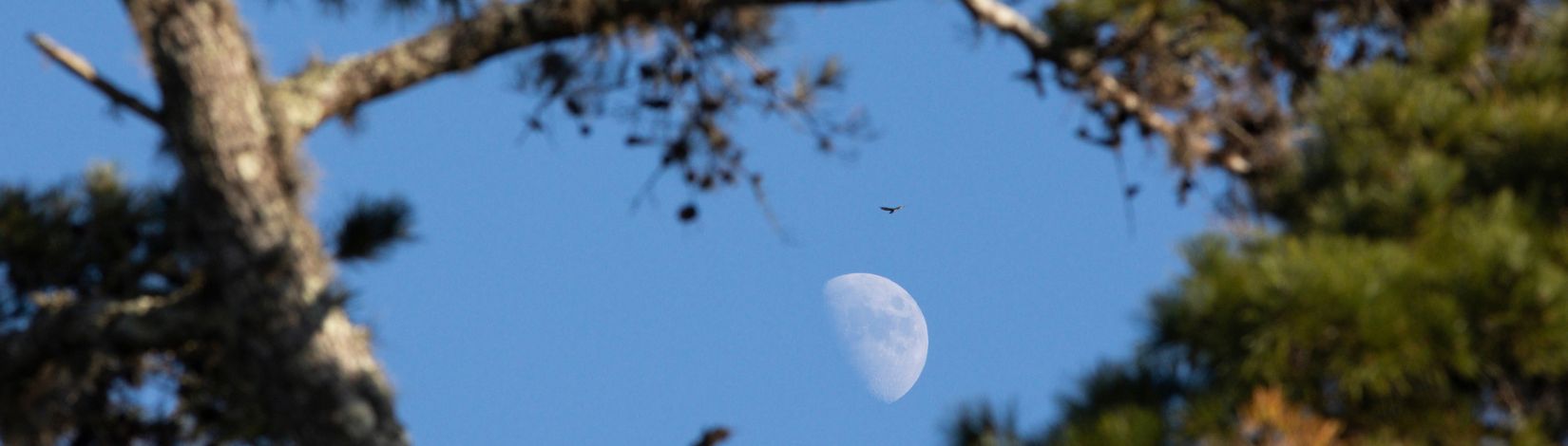 Moon and a bird seen through tree foliage.