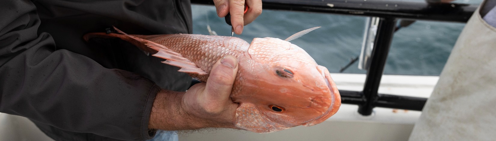 Using a venting tool on a fish with barotrauma.