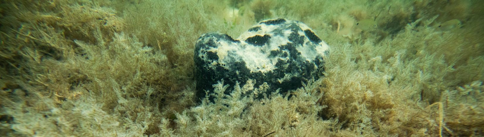 Sea sponges on the ocean floor.