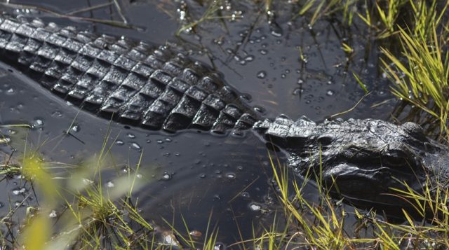 Pulse Corals could be coming to a trap near you!