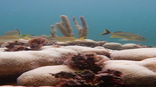 Florida’s Coral Reef Resilience Program 2024 Florida Bleaching Summary