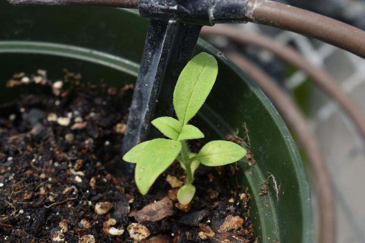 EDIS Update: Biology and Management of Pusley (Richardia L.) in Tomato ...