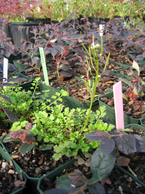 Weed Of The Week Hairy Bittercress Ufifas Mid Florida Research And