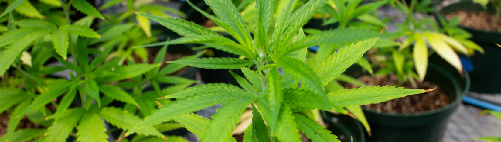 Leaves of industrial hemp plants in a greenhouse