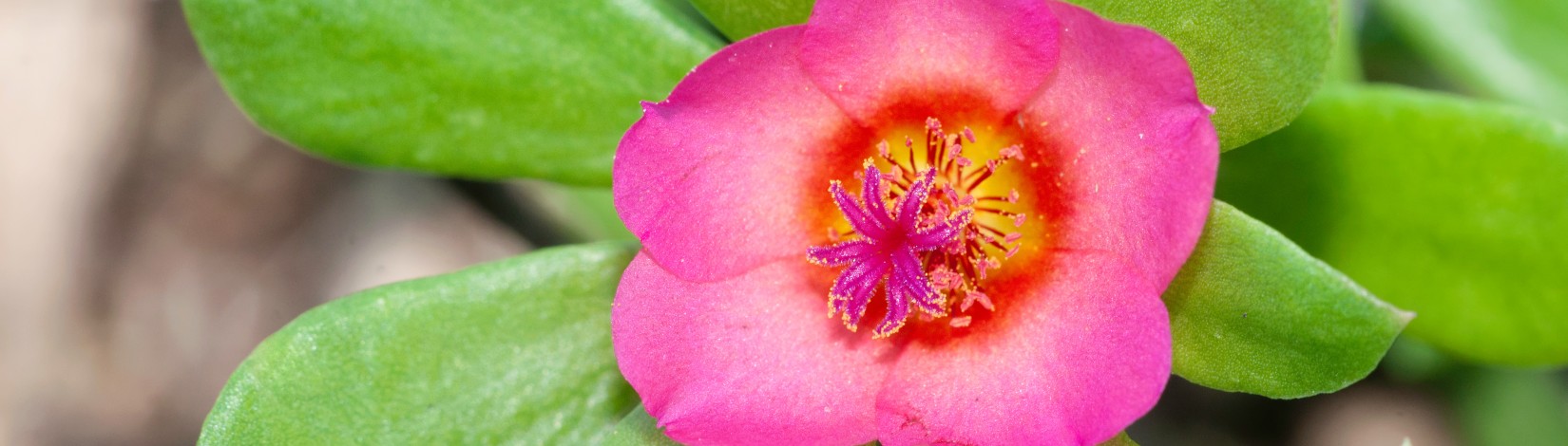 Pink purslane, portulaca pilosa, bright pink flower and fleshy leaves. Details star shape center.