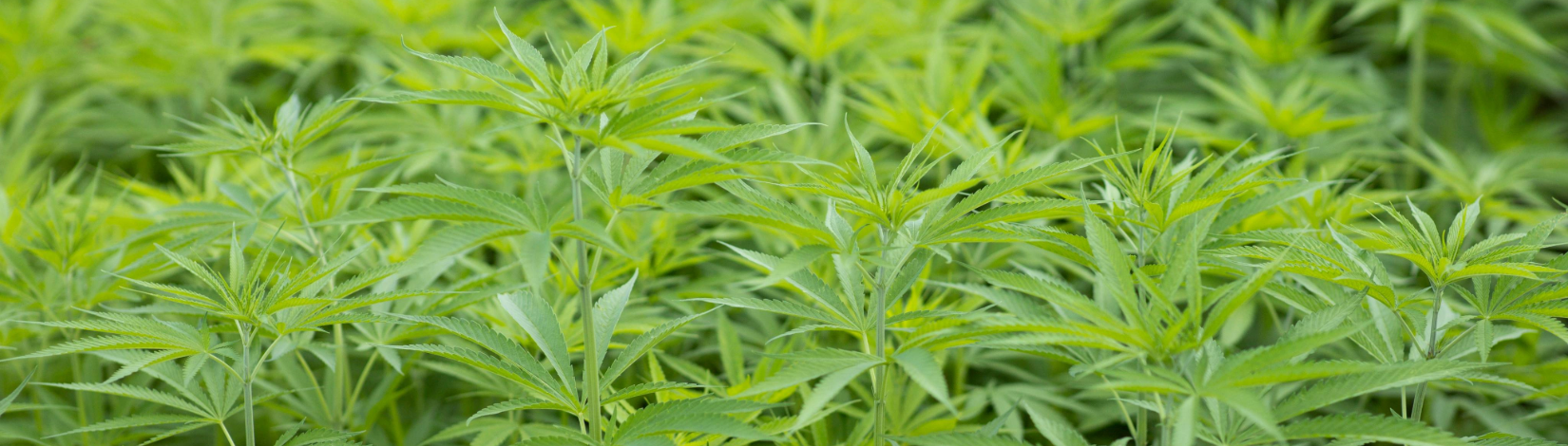 A bush of hemp.