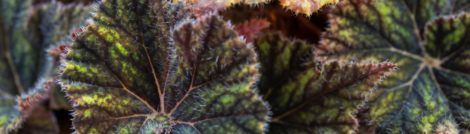 Macro image of the texture of begonia leaves