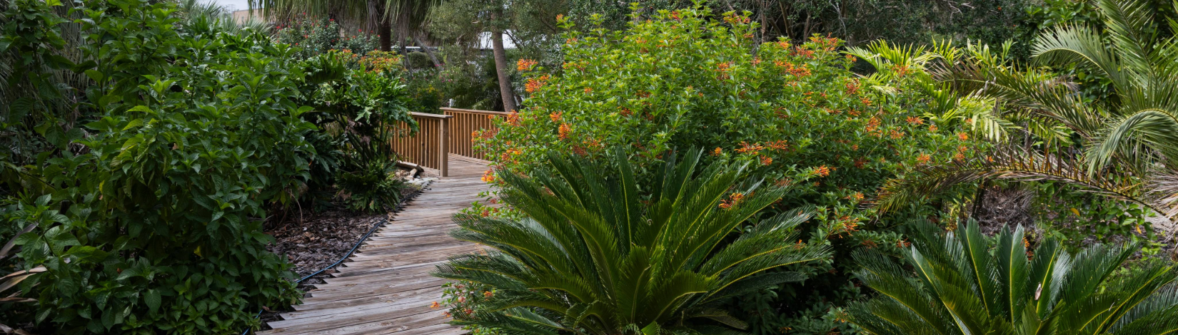 Boardwalk through the palm walk garden at the Lake County Extension Center's Discovery Gardens