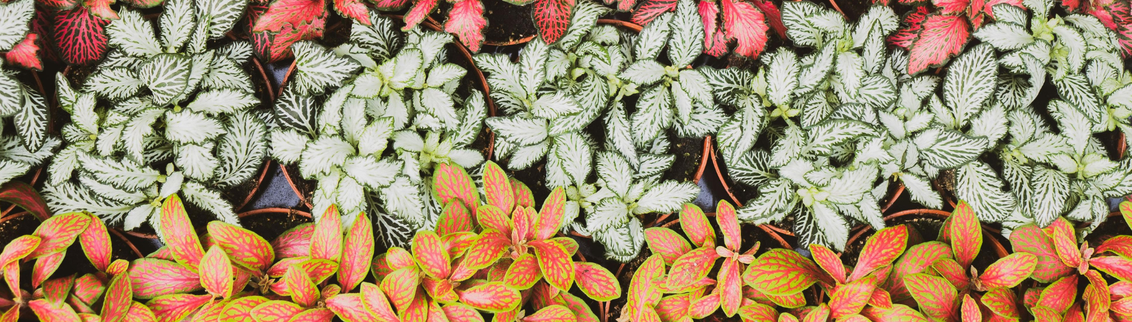 An assortment of colorful begonias.
