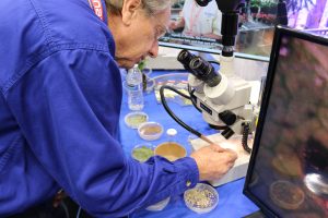 Entomology professor Lance Osborne looks at live beneficial insects under a microscope.