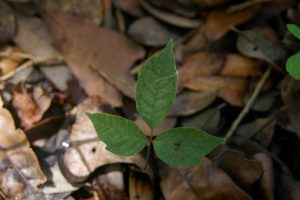 Close-up of poison ivy leaves.