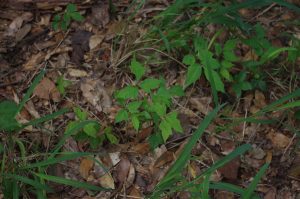 Poison ivy plant on ground.