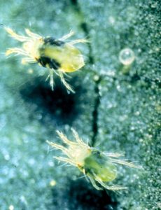 Two spider mites on a leaf.