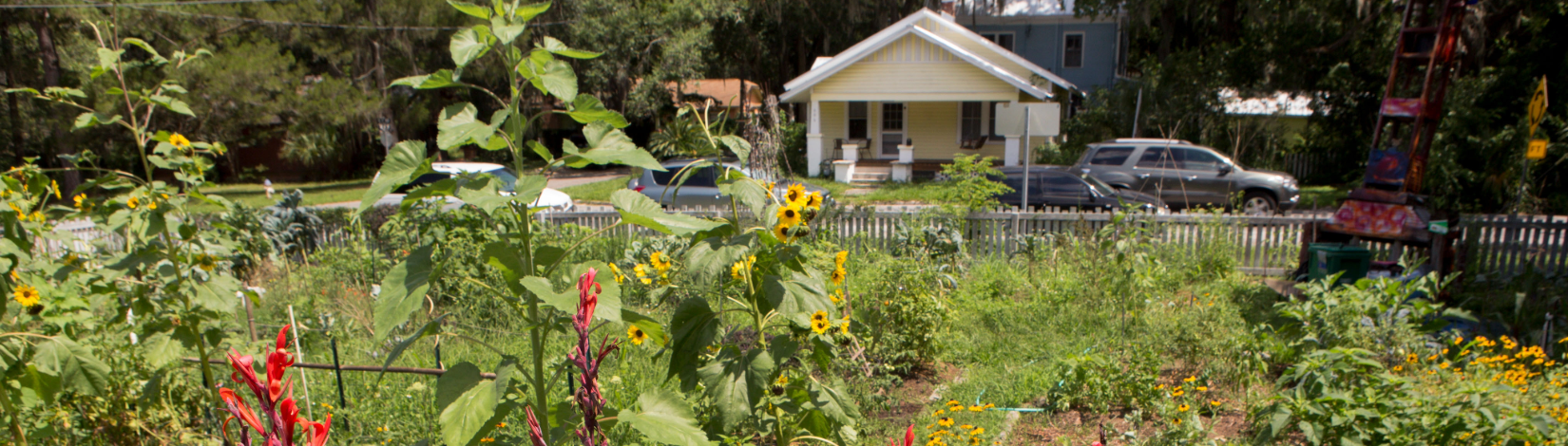 Community garden filled with sunflowers and other plants, with a small yellow house and parked cars in the background.