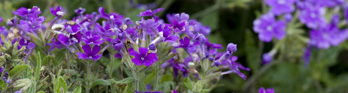 verbena