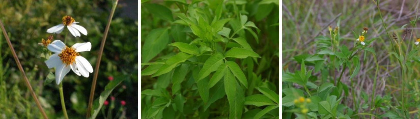 Collage of biden alba flowers, leaves, and habitat.
