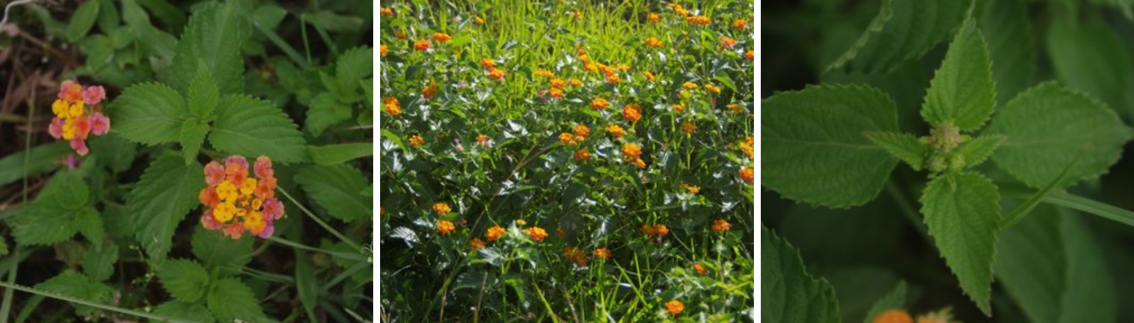 Lantana strigocamara flower, leaves, and habitat.