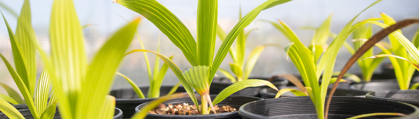 Multiple seedlings in pots.
