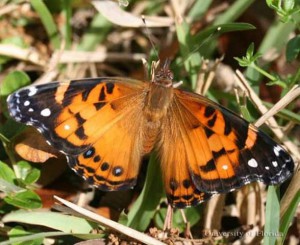 American_painted_lady_butterfly
