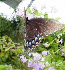 Black_swallowtail_butterfly_II.Jordi