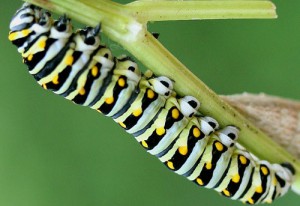 Black_swallowtail_caterpillar_UFIFAS