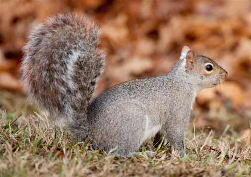 Q: I am having a terrible time with the squirrels eating the bark from ...