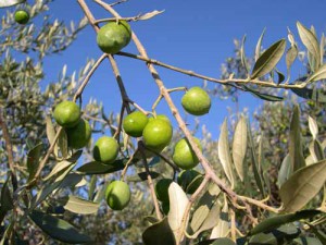 Olive_fruit_UGA