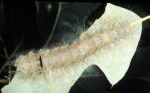 Tolype_velleda,_larva,DaveWagner