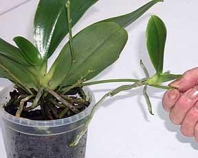 Growth On Orchid Flower Stem Keiki