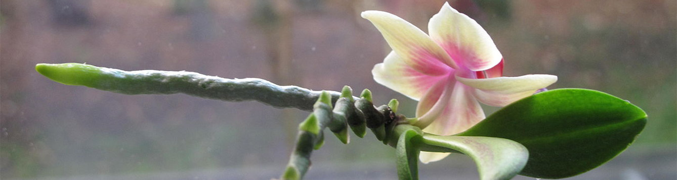 Growth On Orchid Flower Stem Keiki