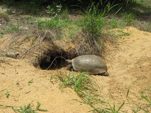 What's digging holes in my yard? - the gopher tortoise and what you ...