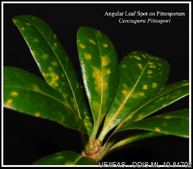 What Are These Yellow Spots On My Pittosporum Uf Ifas Extension | My ...
