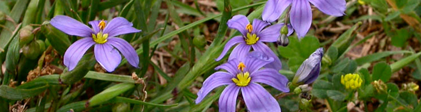 Fact Sheet: Blue-eyed Grass - UF/IFAS Extension Nassau County