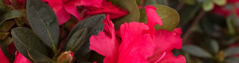 Q Are azaleas toxic to pet and cattle? UF/IFAS Extension Nassau County