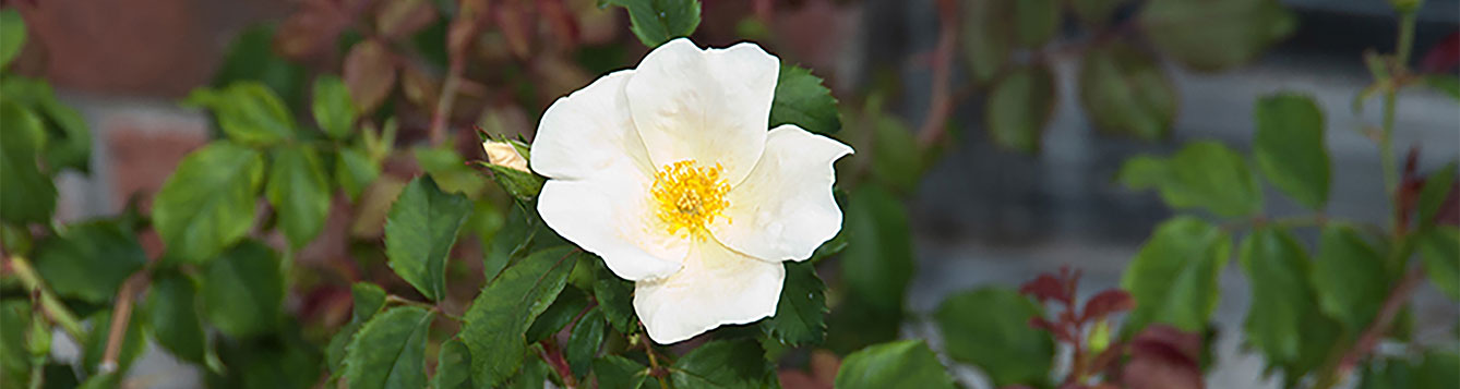 White out rose
