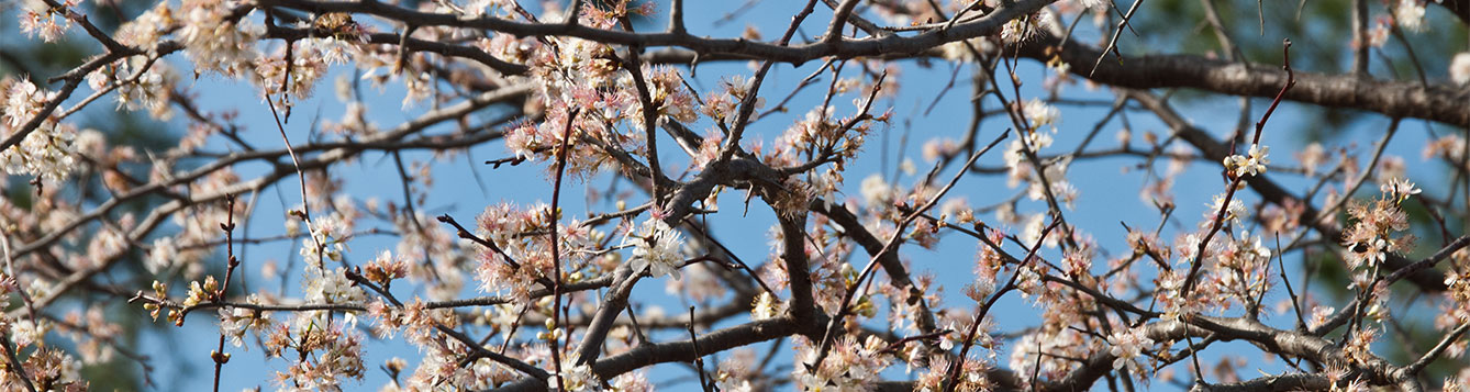 Q: What is the white blooming tree I see just outside the wooded areas ...