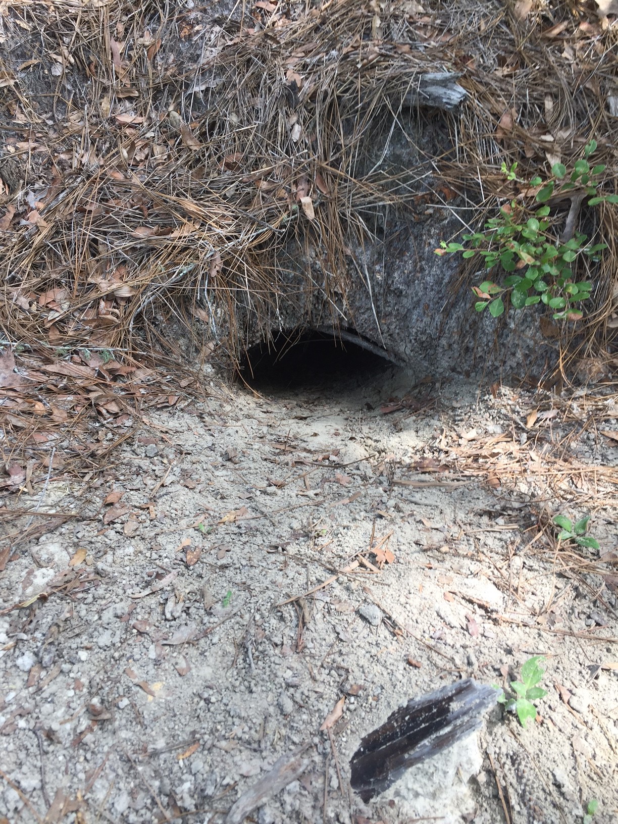 Identifying a Gopher Tortoise Burrow UF/IFAS Extension Nassau County