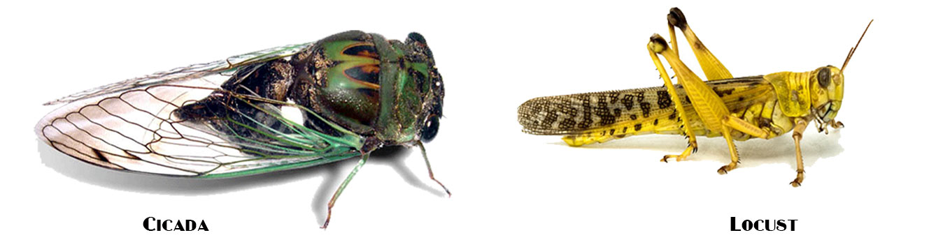 cicadalocust.jpg