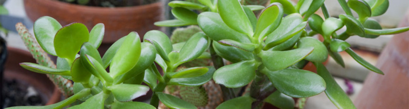 Fact sheet: Jade plant - UF/IFAS Extension Nassau County