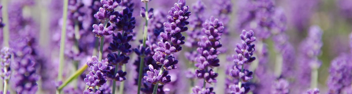 Florida Friendly Lavender