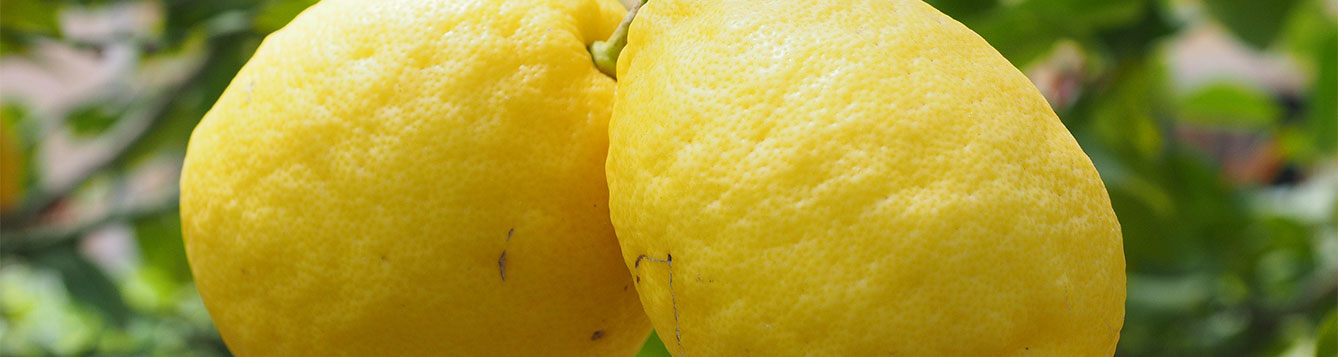 Q: How Do I Fertilize And Prune My Lemon Trees? - UF/IFAS Extension ...