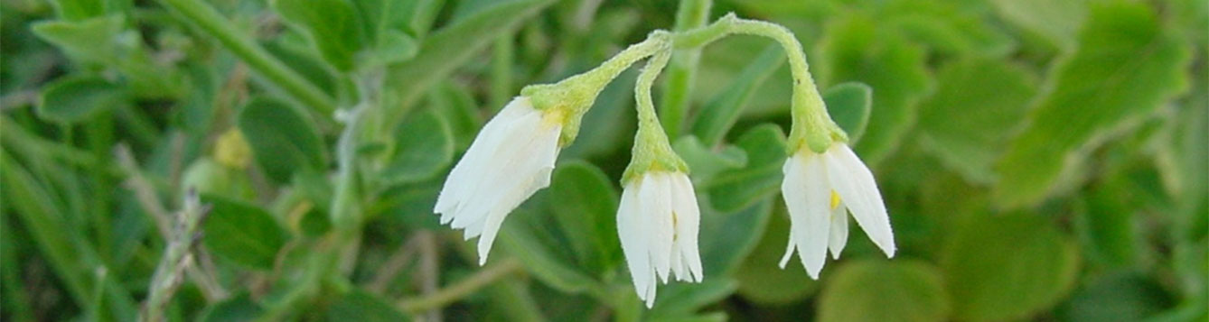 pampas lily of valley vine