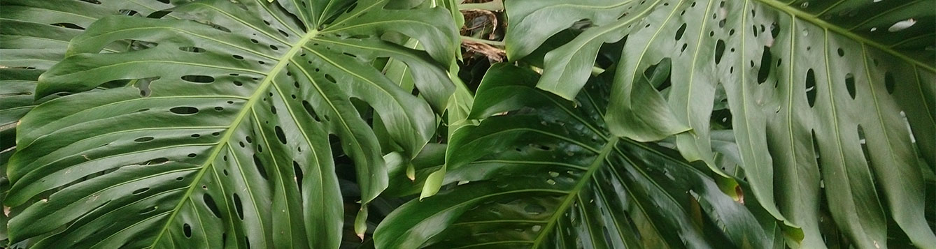 Fact sheet: Split-Leaf Philodendron - UF/IFAS Extension Nassau County